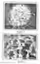Fig. 02 - Sol-gel monolithic column with optical window and method of making