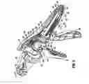 Fig. 05 - Surgical stapling device with independent tip rotation