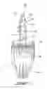 Fig. 02 - Wall-Mounted Hook
