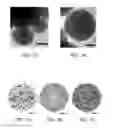 Fig. 03 - Making nanocrystalline mesoporous spherical particles