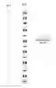 Fig. 05 - Waterproof flexible and rigid LED lighting systems and devices