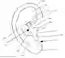 Fig. 01 - Earbud Headset Positioning Device
