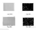 Fig. 12 - Advanced digital pathology and provisions for remote diagnostics