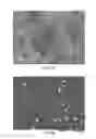 Fig. 02 - BONE TISSUE REGENERATION WITH CALCIFIED SUBSTANCE PRODUCED BY CULTURED CELLS
