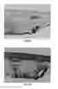 Fig. 08 - BONE TISSUE REGENERATION WITH CALCIFIED SUBSTANCE PRODUCED BY CULTURED CELLS