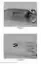Fig. 09 - BONE TISSUE REGENERATION WITH CALCIFIED SUBSTANCE PRODUCED BY CULTURED CELLS