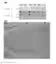Fig. 04 - Monoclonal antibody, and use thereof