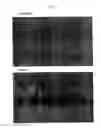 Fig. 23 - COMPOSITIONS AND METHODS OF USE OF TARGETING PEPTIDES FOR DIAGNOSIS AND THERAPY OF HUMAN CANCER