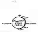 Fig. 33 - COMPOSITIONS AND METHODS OF USE OF TARGETING PEPTIDES FOR DIAGNOSIS AND THERAPY OF HUMAN CANCER