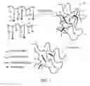 Fig. 02 - HYDROGEL-FORMING COMPOSITION COMPRISING NATURAL AND SYNTHETIC SEGMENTS