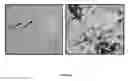 Fig. 05 - Bone-like prosthetic implants