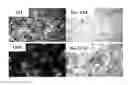 Fig. 01 - METHOD FOR DEDIFFERENTIATING ADIPOSE TISSUE STROMAL CELLS