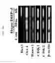 Fig. 07 - METHOD FOR DEDIFFERENTIATING ADIPOSE TISSUE STROMAL CELLS