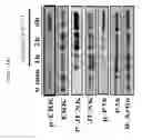 Fig. 25 - METHOD FOR DEDIFFERENTIATING ADIPOSE TISSUE STROMAL CELLS