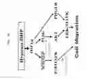 Fig. 27 - METHOD FOR DEDIFFERENTIATING ADIPOSE TISSUE STROMAL CELLS