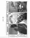 Fig. 29 - METHOD FOR DEDIFFERENTIATING ADIPOSE TISSUE STROMAL CELLS