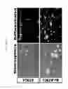 Fig. 31 - METHOD FOR DEDIFFERENTIATING ADIPOSE TISSUE STROMAL CELLS