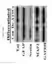 Fig. 32 - METHOD FOR DEDIFFERENTIATING ADIPOSE TISSUE STROMAL CELLS
