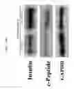 Fig. 37 - METHOD FOR DEDIFFERENTIATING ADIPOSE TISSUE STROMAL CELLS
