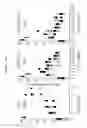 Fig. 40 - METHOD FOR DEDIFFERENTIATING ADIPOSE TISSUE STROMAL CELLS