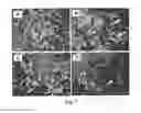 Fig. 03 - Compositions and Methods of Using Living and Non-Living Bioactive Devices with Components Derived from Self-Renewing Colony Forming Cells Cultured and Expanded In Vitro