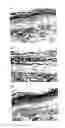 Fig. 01 - IN VITRO MICRO-ORGANS, AND USES RELATED THERETO