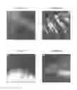 Fig. 05 - IN VITRO MICRO-ORGANS, AND USES RELATED THERETO