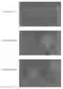 Fig. 11 - IN VITRO MICRO-ORGANS, AND USES RELATED THERETO