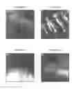 Fig. 05 - IN VITRO MICRO-ORGANS, AND USES RELATED THERETO