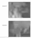 Fig. 08 - IN VITRO MICRO-ORGANS, AND USES RELATED THERETO