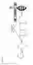 Fig. 12 - VAULT AGENTS FOR CHRONIC KIDNEY DISEASE