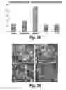 Fig. 29 - CNS delivery of therapeutic agents