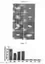 Fig. 03 - Pharmaceutical composition containing arazyme for the prevention of liver dysfunction