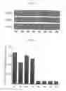 Fig. 04 - Pharmaceutical composition containing arazyme for the prevention of liver dysfunction