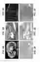 Fig. 05 - Compositions and methods for modulating vascular development