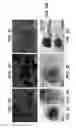 Fig. 06 - Compositions and methods for modulating vascular development