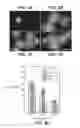 Fig. 09 - Compositions and methods for modulating vascular development