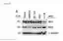 Fig. 11 - Methods used in identifying glioblastoma