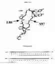 Fig. 25 - Binding Moieties Based On Shark IgNAR Domains