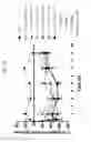 Fig. 33 - FGF21 mutants and uses thereof