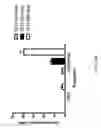 Fig. 90 - FGF21 mutants and uses thereof