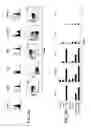 Fig. 05 - Angiogenic and immunologic applications of anti-CD160 specific compounds obtainable from mAb CL1-R2