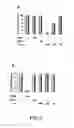 Fig. 07 - Angiogenic and immunologic applications of anti-CD160 specific compounds obtainable from mAb CL1-R2