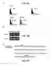 Fig. 08 - Angiogenic and immunologic applications of anti-CD160 specific compounds obtainable from mAb CL1-R2