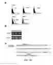 Fig. 17 - Angiogenic and immunologic applications of anti-CD160 specific compounds obtainable from mAb CL1-R2