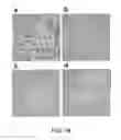 Fig. 18 - Angiogenic and immunologic applications of anti-CD160 specific compounds obtainable from mAb CL1-R2