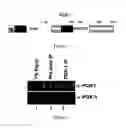 Fig. 02 - Modulating PDX-1 with PCIF1, methods and uses thereof