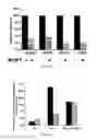 Fig. 05 - Modulating PDX-1 with PCIF1, methods and uses thereof