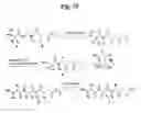 Fig. 27 - Monomethylvaline compounds capable of conjugation to ligands