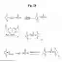Fig. 30 - Monomethylvaline compounds capable of conjugation to ligands